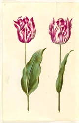 Tulipa gesneriana (have-tulipán)