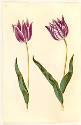 Tulipa gesneriana (have-tulipán)