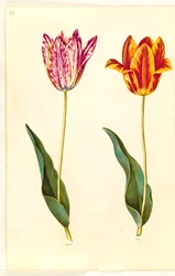 Tulipa gesneriana (have-tulipán)