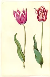 Tulipa gesneriana (have-tulipán)