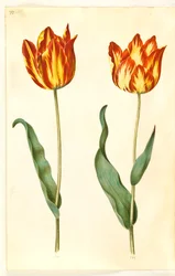 Tulipa gesneriana (have-tulipán)
