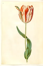 Tulipa gesneriana (kerti tulipán)