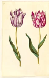Tulipa gesneriana (have-tulipán)