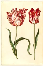 Tulipa gesneriana (have-tulipán)