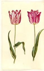 Tulipa gesneriana (have-tulipán)