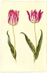 Tulipa gesneriana (have-tulipán)