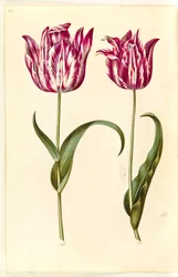 Tulipa gesneriana (have-tulipán)