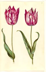 Tulipa gesneriana (have-tulipán)