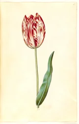 Tulipa gesneriana (have-tulipán)