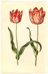 Tulipa gesneriana (have-tulipán)