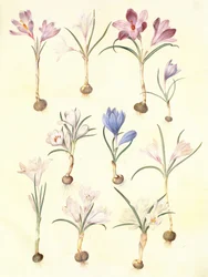 Crocus vernus