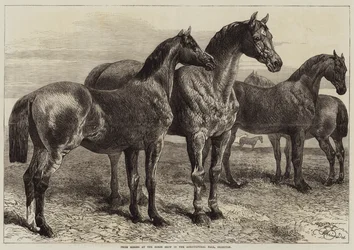 Díjlovak a Horse Show-n a mezőgazdasági csarnokban, Islington