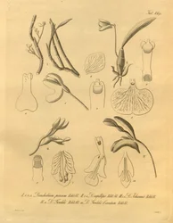 Ez a fájl a Biodiversity Heritage Library-ból származik, és online elérhető a biodiversitylibrary.org/page/698365 címen.