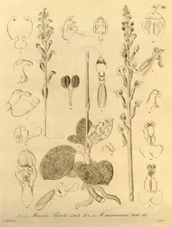 Ez a fájl a Biodiversity Heritage Library-ból származik, és online elérhető a biodiversitylibrary.org/page/696496 címen.