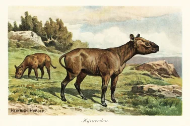 Hyracodon, a póniszerű emlősök kihalt nemzetsége, oligocén. ,1908 (nyomtatott)