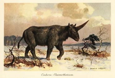 Szibériai egyszarvú, Elasmotherium sibiricum, havas síkságon