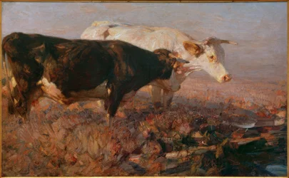 Tehenek a lápban