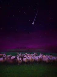 Flock by Night, 2019