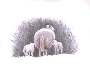 Kövesd, 2016, (ceruzarajz)