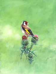 Goldfinch II, 2021 (akvarell)