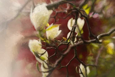 Magnólia, 2018