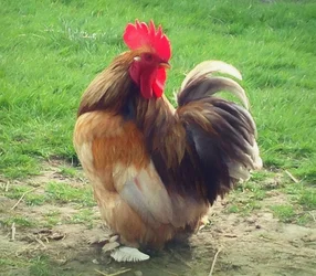 Büszke kakas, 2018