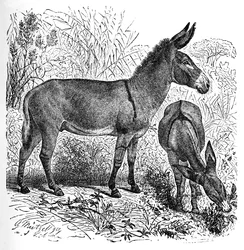 Afrikai vadszamár, c1900