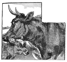 Tehén és borjú, c1900