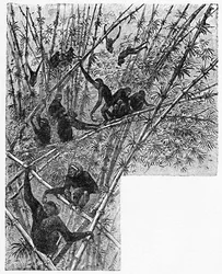 Hoolocks a bambuszdzsungelben, c1900