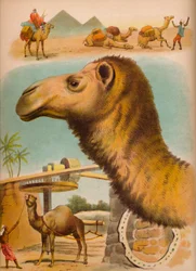 A teve, c1900