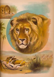 Az oroszlán, c1900