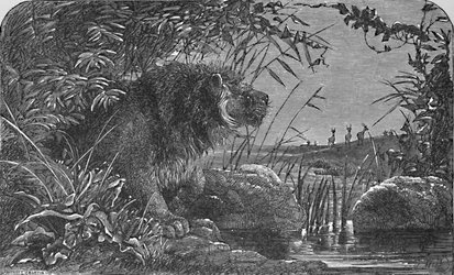 Várjuk az antilopokat, c1900