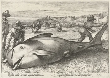 Elakadt pilóta bálna a zandvoorti tengerparton, 1594