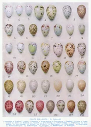 A varjúfélék tojásai, illusztráció Kirkman és Jourdain „British Birds” című művéből, 1966