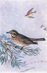 Redwing, Képeslapok, 1930-as évek
