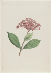 Pávacseresznye (Ixora coccinea)