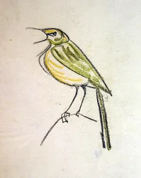 Madár