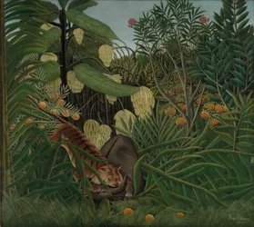 Harc egy tigris és egy bivaly között, 1908