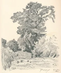 Study of Trees, c1839-1898, 1898