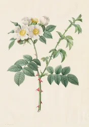 Brier Bush Rose vagy Dog Rose Rosa Leucantha, 1817-1824.