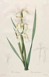Aranyszalagos írisz, 1812.