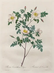 A rózsák: Rosa Candolleana Elegans, 1817-1824.