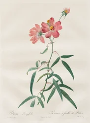 A rózsák: Rosa Longifolia, 1817-1824.