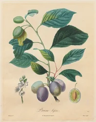 Értekezés a gyümölcsfákról: Bifer Plum