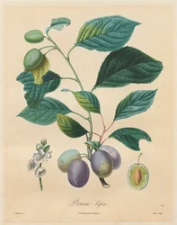 Értekezés a gyümölcsfákról: Prune bifère, 1808-1835.