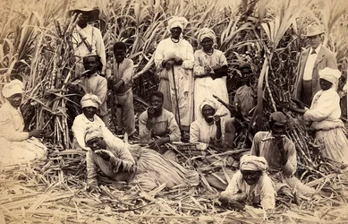 Cukornádvágók, Jamaica