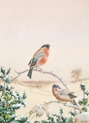 Téli jelenet Chaffinch-szel és Holly-val
