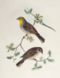 Emberiza cinerea, az Ázsia madaraiból