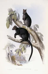 Kenguru fa