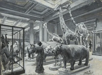 A British Museum belső képe, amely az állatokat bemutató galériát mutatja be, 1880 körül